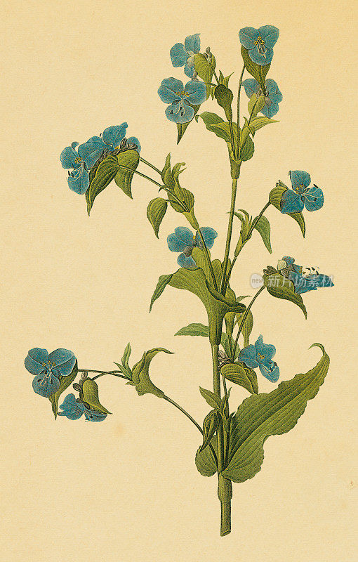 Commelina dayflower |古董花卉插图